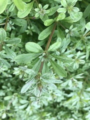 Galium