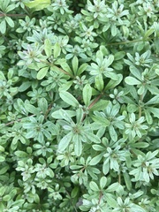 Galium