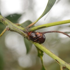 Dicranosterna picea