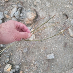 Hoffmannseggia microphylla