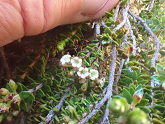 Epacris alpina