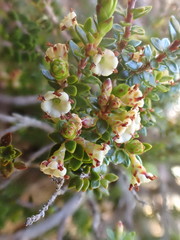 Epacris alpina