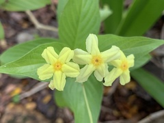 Pseudomussaenda flava