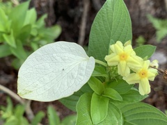 Pseudomussaenda flava