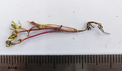 Myriophyllum integrifolium