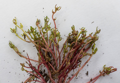 Myriophyllum integrifolium
