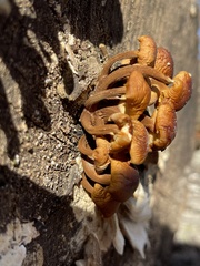 Flammulina velutipes