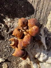 Flammulina velutipes