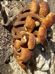 Flammulina velutipes