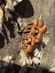 Flammulina velutipes