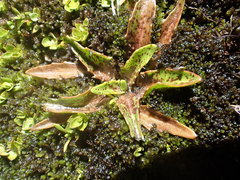 Plantago unibracteata