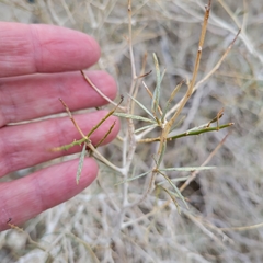 Psorothamnus schottii