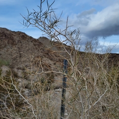 Psorothamnus schottii