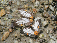 Cyrestis maenalis