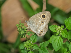Ypthima pandocus corticaria