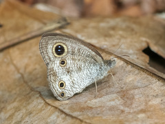 Ypthima pandocus corticaria