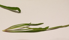 Brachyscome tasmanica