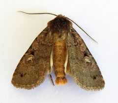 Hexorthodes agrotiformis