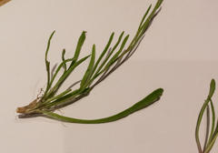 Brachyscome tasmanica