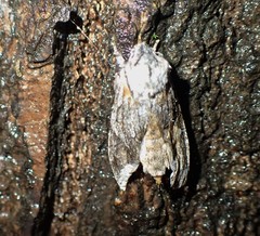 Egira crucialis