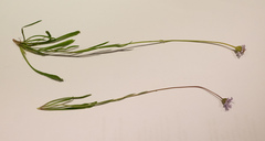 Brachyscome tasmanica