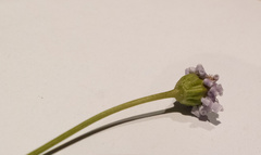 Brachyscome tasmanica