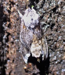 Egira crucialis