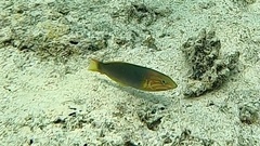 Thalassoma