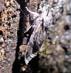 Egira crucialis