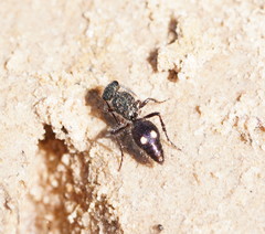 Ephutomorpha bicolorata