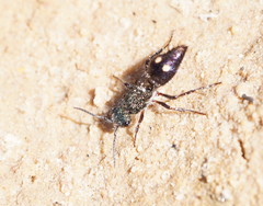Ephutomorpha bicolorata