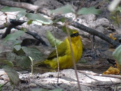 Ploceus brachypterus