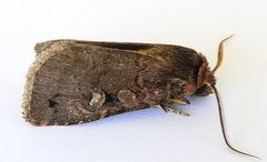 Hexorthodes agrotiformis