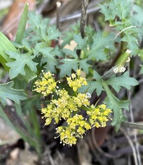 Lomatium parvifolium