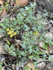 Lomatium parvifolium