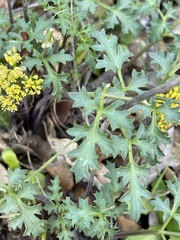 Lomatium parvifolium