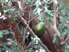 Tauraco persa buffoni