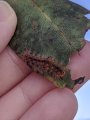 Barasa cymatistis