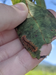 Barasa cymatistis