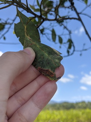 Barasa cymatistis