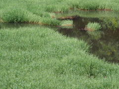 Pseudoraphis brunoniana