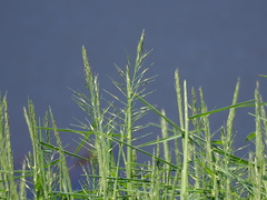 Pseudoraphis brunoniana