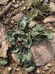 Cyclamen graecum graecum