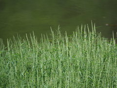 Pseudoraphis brunoniana