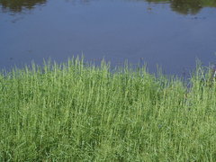 Pseudoraphis brunoniana