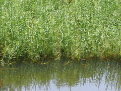 Pseudoraphis brunoniana