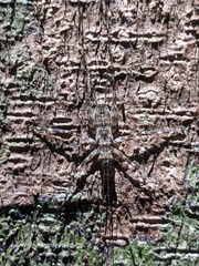 Pseudotrigonidium australis