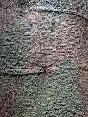 Pseudotrigonidium australis