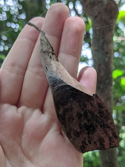 Phonognatha