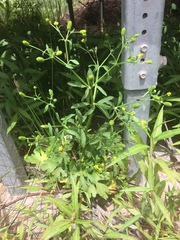 Ranunculus sceleratus sceleratus
